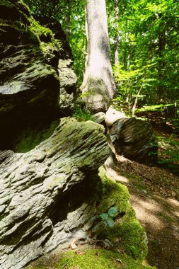 Yazın ormanda bir kaya.