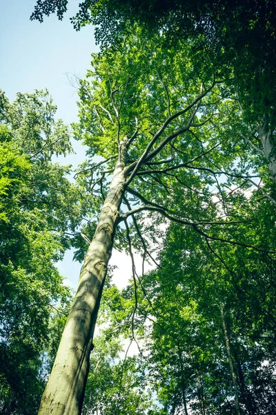 Duże Drzewo Liściaste Widokiem Dołu Latem — Zdjęcie stockowe