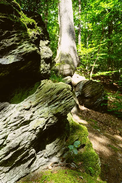 Yazın ormanda bir kaya.