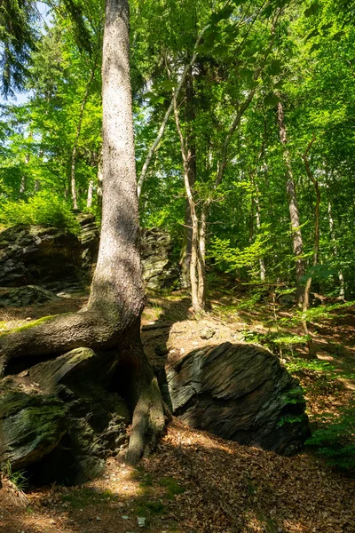 Ένας Βράχος Ένα Δάσος Καλοκαίρι — Φωτογραφία Αρχείου