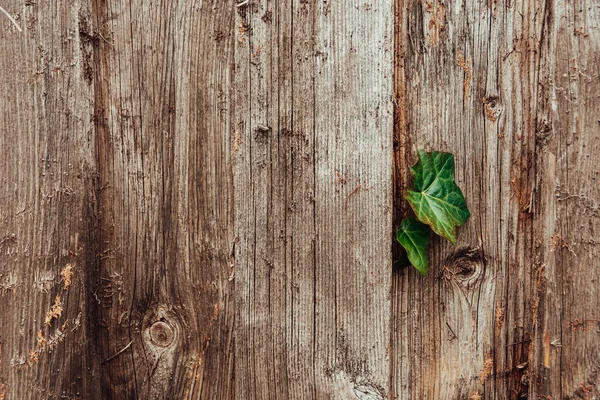 Plant bladeren door een houten hek — Stockfoto