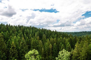 Yazın mavi gökyüzü ve beyaz bulutlarla iğne ormanı