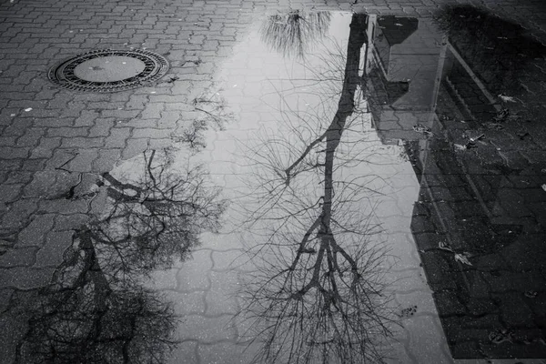 反映在黑白相间的水坑中的房子和树 — 图库照片