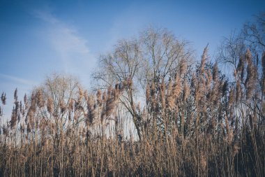 Uzun tüylü yabani otların kış mevsiminde yapraksız yaprak döken ağaçların altında güneşli mavi gökyüzünün altında.