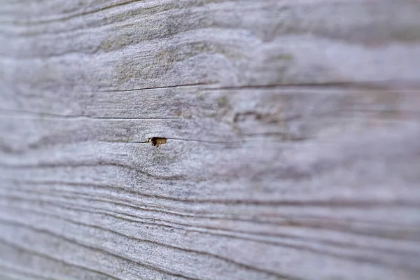 木の壁は選択的焦点でクローズアップされ — ストック写真