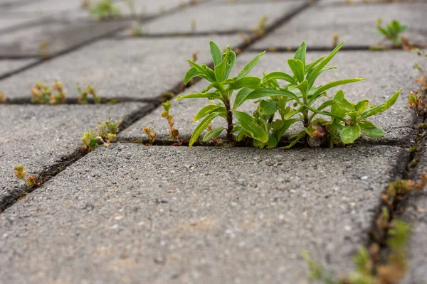 Vue Angle Bas Des Mauvaises Herbes Vertes Poussant Dans Les — Photo