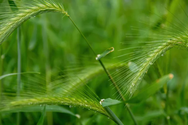 柔らかい緑の屋外の背景に輝く雨滴や降下と羽の新鮮な緑のスパイシーな草の花序 — ストック写真