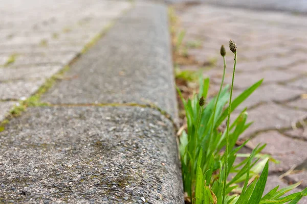 Hierba Verde Foliácea Con Inflorescencia Brotando Entre Pavimentación Una Calle —  Fotos de Stock