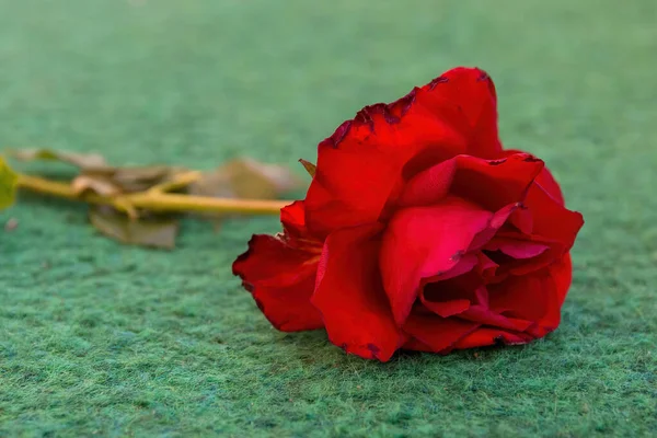 Une Rose Rouge Sur Fond Vert Mise Point Sélective — Photo