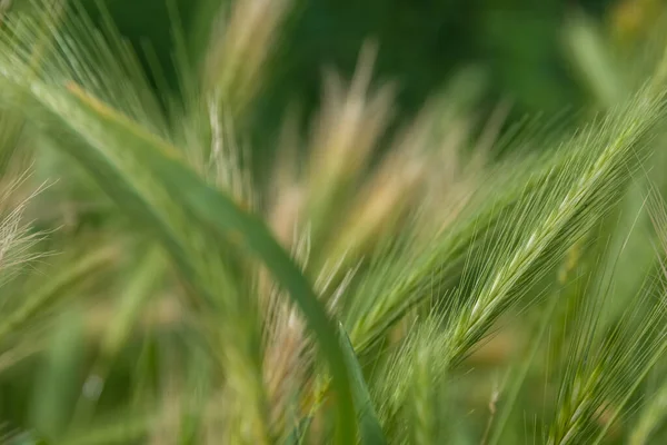 夏の天候の新鮮な緑のスパイシーな草を選択的な焦点で — ストック写真