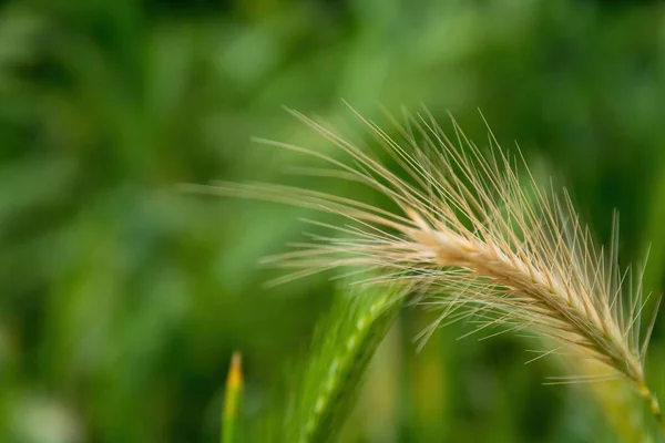 夏に選択的な焦点で羽の新鮮なスパイシーな草 — ストック写真