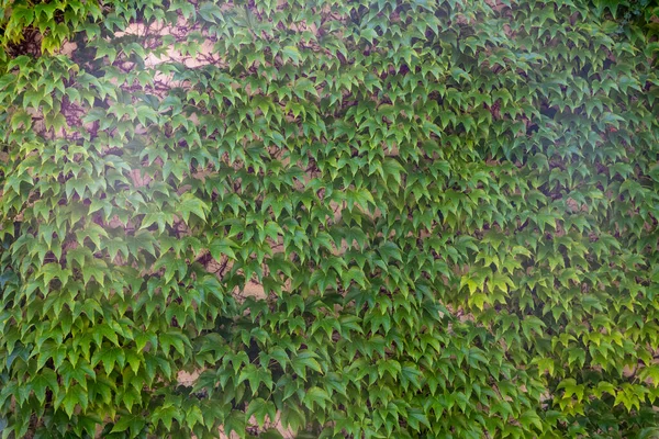 Закройте Декоративных Листьях Зеленого Ползучего Скалолазания Виноградной Лозы Покрывающей Внешнюю — стоковое фото