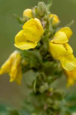 Yazın kavramsal kapladığı parlak sarı çiçek altında telif alanı olan bulanık yeşil bir bahçe arka planında