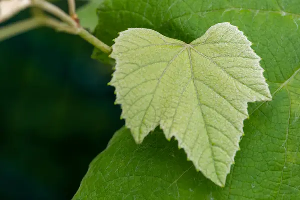 Свежий Молодой Новый Зеленый Лист Виноградной Лозе Растении Концептуальный Весенний — стоковое фото