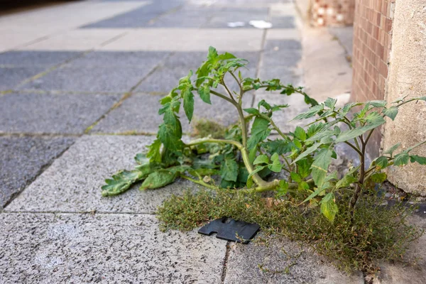 Listnatý Zelený Plevel Který Roste Trhlinou Mezi Dlaždicemi Městském Porostu — Stock fotografie