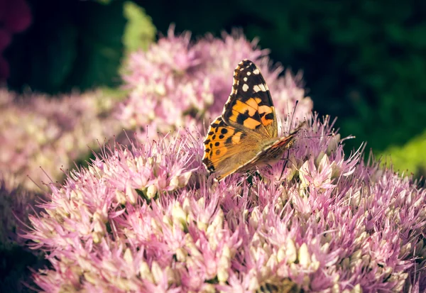 Schmetterling auf Blume — Stockfoto