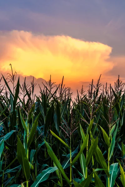 日没のトウモロコシ畑 — ストック写真