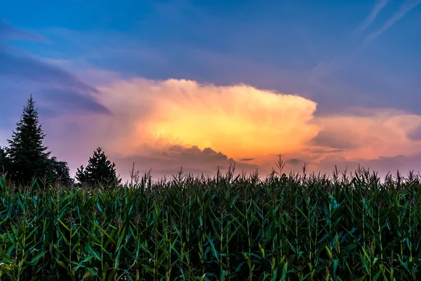 Kukuřičné pole v západu slunce — Stock fotografie