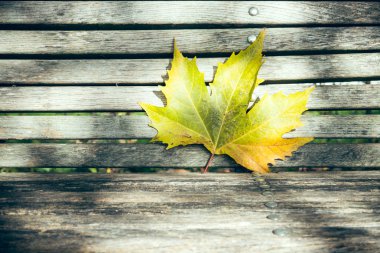 Bir ahşap Bank akçaağaç yaprağı