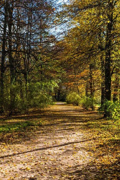 Passeggiata nel bosco — Foto Stock