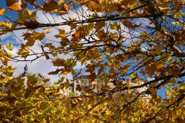 esdoorn bladeren op de boom