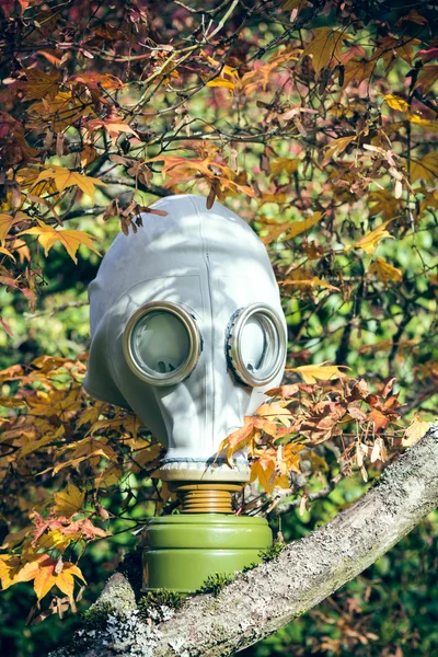 木の枝に防毒マスク — ストック写真