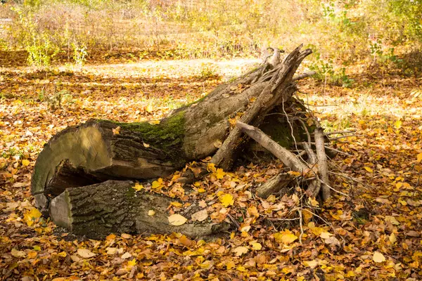 Kmen stromu v podzimní listí — Stock fotografie
