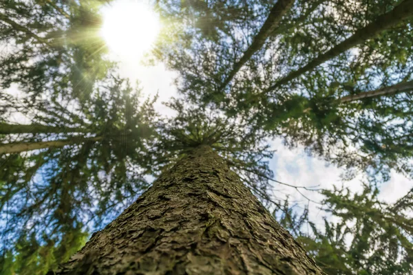 Pnia drzewa z światło słoneczne — Zdjęcie stockowe