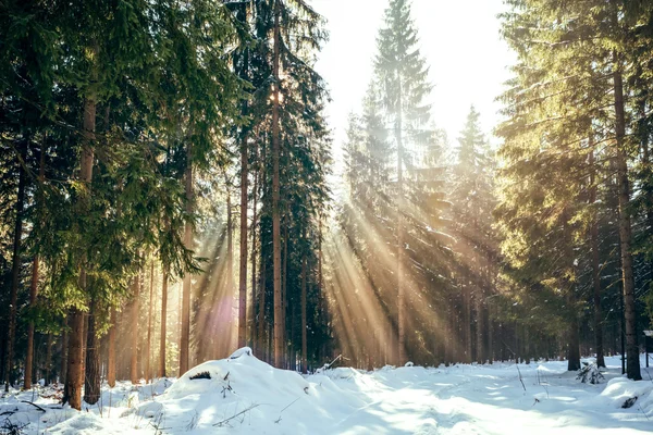 Sun in the winter forest — Stock Photo, Image