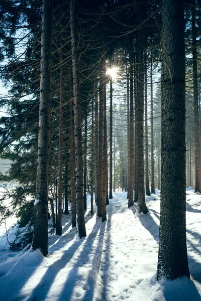 Bagliore nel bosco — Foto Stock