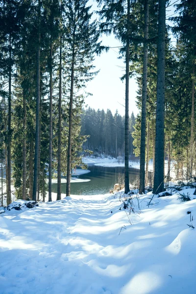 Lago nella foresta — Foto Stock