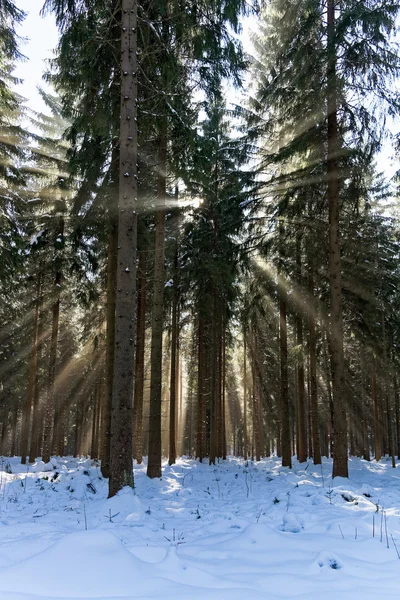 Sun in the winter forest — Stock Photo, Image