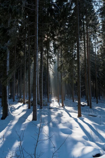 Bagliore nella foresta invernale — Foto Stock