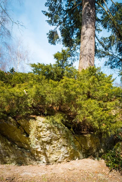 Steiner i skog – stockfoto