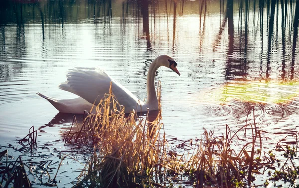 Labuť ve vodě — Stock fotografie