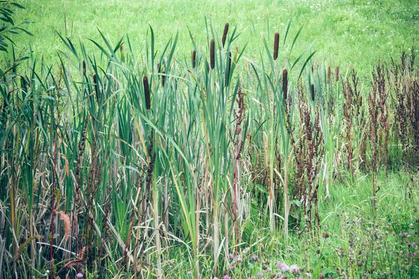 Reed till en sump — Stockfoto