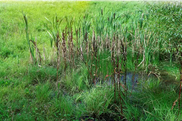 Reed med sump — Stockfoto