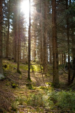 İğne yapraklı orman içinde güneş ışığı