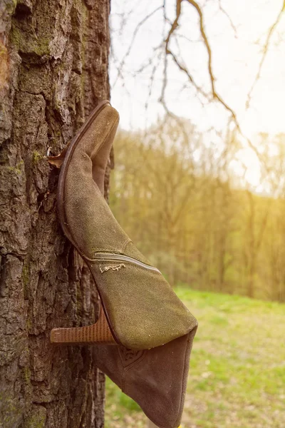 Sapato de mulher no tronco da árvore — Fotografia de Stock