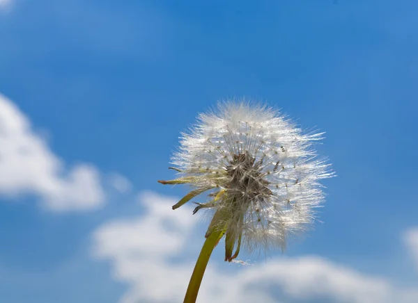 Löwenzahn mit Himmel — Stockfoto