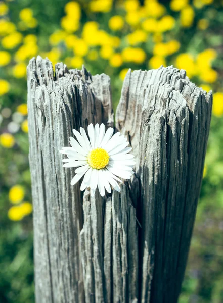 Daisy on fence — Stock Photo, Image