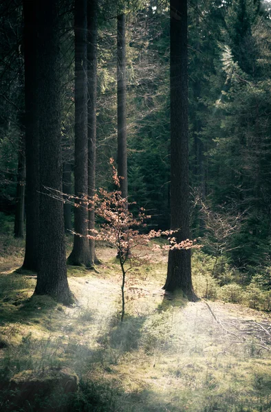 Pequeño árbol solitario en el bosque —  Fotos de Stock
