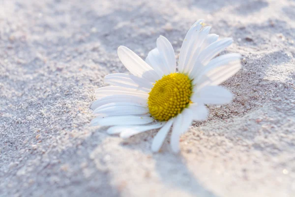 Daisies in Sand — Stock Photo, Image