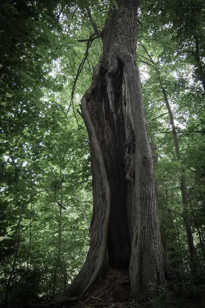 Δέντρο φάντασμα — Φωτογραφία Αρχείου