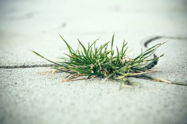 Weed on street