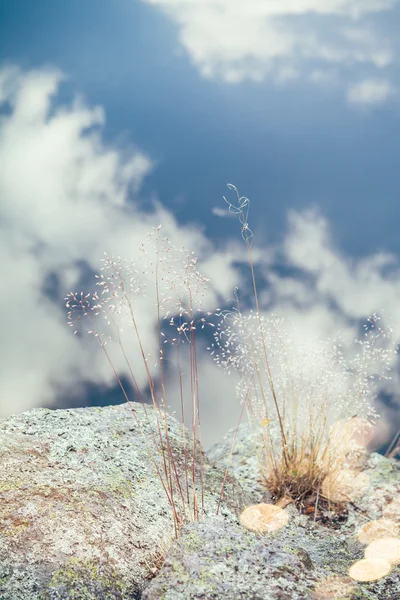 Blühende Halme in der Natur — Stockfoto