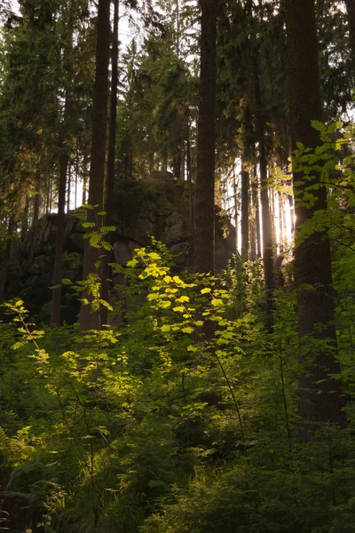 Serata nella foresta — Foto Stock