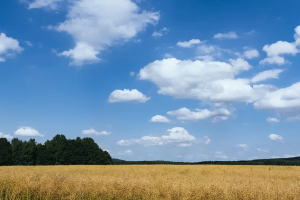 Cornfield În Vară — Fotografie, imagine de stoc