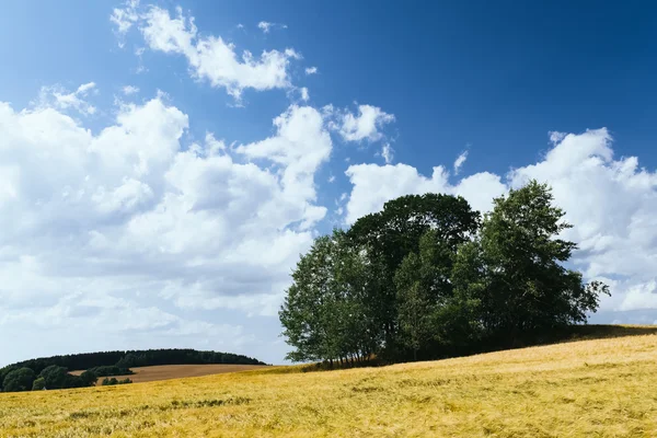 Maisfeld im Sommer — Stockfoto