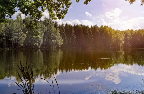 Forest lake met zonlicht — Stockfoto